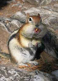 Photos Of Hungry Squirrels 19 Photos Cute Squirrel Pictures Of Chipmunks Squirrel