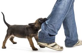 Perlu Tahu, 6 Hal yang Menyebabkan Anjing Menggigit HD phone wallpaper