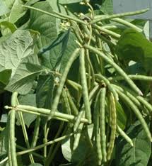 Budidaya kacang panjang merupakan tanaman hortikultura yang muda dibudidayakan, proses pemeliharaan selain pemupukan. Cara Menanam Kacang Hijau Yang Baik Dan Benar Bibitbunga Com