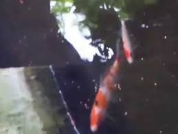 Ikan Koi Di Kolam Tanpa Filter Air Youtube