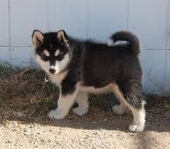 It is often believed that malamutes belong to the wolf family because of their ferocious. Alaskan Malamute Puppies For Sale Colorado Springs Co 65071