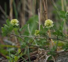 Image result for Trifolium campestre
