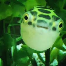 Offering dichotomyctere nigroviridis (spotted green pufferfish). Seatrench Green Spotted Puffer Dichotomyctere Nigroviridis