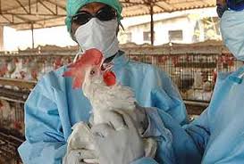 Cough, fever, sore throat, muscle aches, and pneumonia. Bird Flu Outbreak Should You Eat Chicken Eggs Here S What Experts Say