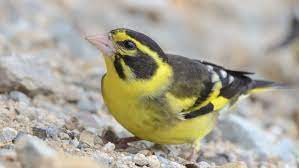 Yellow Breasted Greenfinch Wikipedia