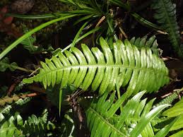 Image result for Blechnum attenuatum