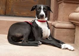 Black And White Pointer Dog Adopt Hannah On Petfinder Whippet Mix Whippet Pointer Dog
