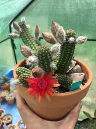 Many desert cacti bloom in response to a cool, dry, dormant period. Peanut Cactus Started To Bloom Succulents