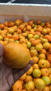 Cara visits orange world on hwy 192 in kissimmee florida. Florida Orange World Startseite Facebook