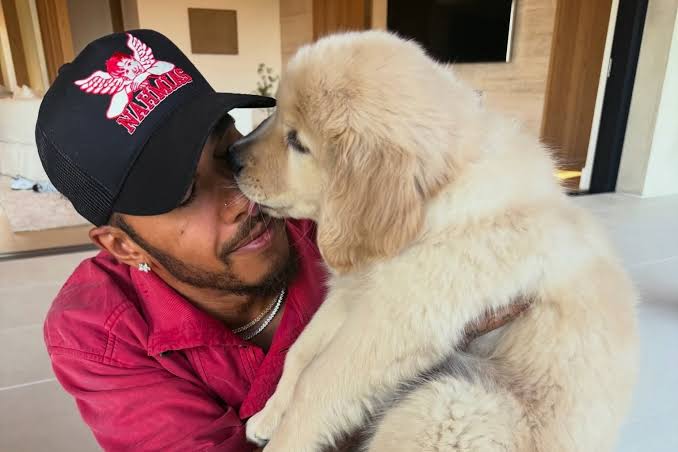 The ultimate life-saver: Hamilton new pup 'Halo'