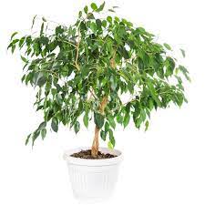 Send the freshest flowers sourced directly from farms. Ficus Benjamin Plant Send And Deliver Green Plants To Canada