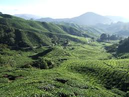 Cameron highlands map — satellite images of cameron highlands. A Road Trip Up North Cameron Highlands Ipoh Kuala Kangsar Penang Expatgo