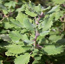 Image result for Tetradenia
