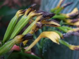 Image result for Corymborkis corymbis