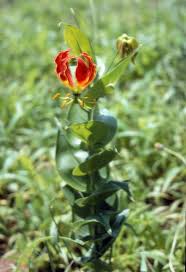 Image result for Gloriosa superba
