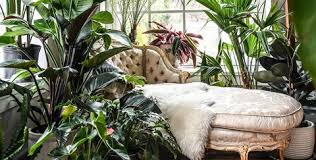 Find just the right plant for your space in our sun room or showroom at our san francisco nursery. 30 Best Indoor Plants For Apartments Best Houseplants For Apartment Dwellers