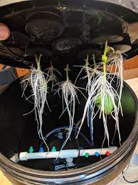 In a previous video i highlighted an aeroponic cloner, in this video i go over the process to build your own based on a 5 gallon. How To Build A Diy Aeroponics Cloner Easy Build Growdoctor Guides