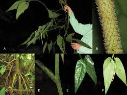 Image result for Piperaceae