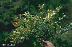 Image result for Cunoniaceae