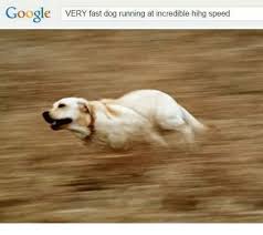 Google Google Very Te Hin Very Fast Dog Running At Incredible Hihg Speed Dank Meme On Me Me