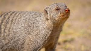 Thomalla nackt Für ihr Nacktshooting griff sie zum Schwert