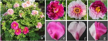What are the different types of peonies. Tree Peony Variegated Flowers Show A Small Insertion In The F3 H Gene Of The Acyanic Flower Parts Bmc Plant Biology Full Text