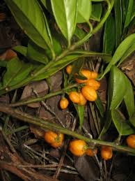 Image result for Casearia