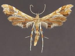 Image result for Gnidia chapmanii