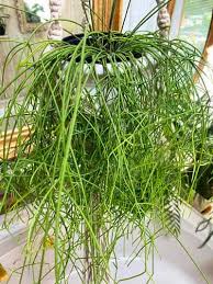Image result for Rhipsalis