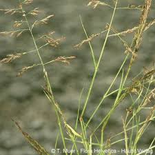 Image result for Eragrostis pilosa
