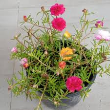 Pokok bunga ros jepun nama saintifiknya portulaca grandiflora merupakan tanaman jenis menjalar dan amat mudah dibiakkan melalui keratan dan biji benih benih. Shopee Malaysia Free Shipping Across Malaysia