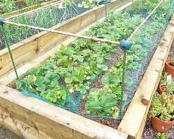 Strawberries can be grown in a variety of ways, but make sure they get 8 or more hours of sun and are planted in slightly acidic soil with a ph of 5.5 to 6.8. How To Grow Strawberries