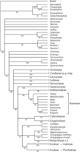 Image result for Welwitschiella neriifolia