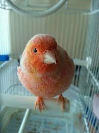 Finally, immediately after adopting a canary find a local veterinarian who can give the canary. Domestic Canary Wikipedia