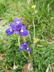 Image result for Moraea niassensis