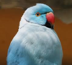 Parrot Pakistani Male Papagan Kus Pakistan