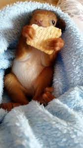 eichhornchen kobel nahen fur mutterlose eichhornchen babys baby squirrel cute baby animals cute animals