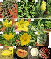 Image result for Lagenaria rufa