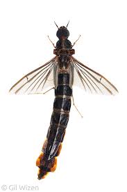 Image result for Gilgiochloa indurata