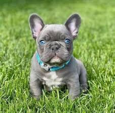 I have one french bulldog puppy for sale. How Small Is A Mini French Bulldog And Everything You Need To Know K9 Web
