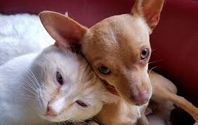 Our services include compassionate euthanasia, pet cremation & aftercare. Pflu Org Paws For Life Utah No Kill Shleter Heber City Utah