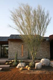 The flower blossoms on this species of palo verde are larger than those of the parent trees. 98 Best Trees Palo Verde Ideas Palo Verde Desert Landscaping Desert Trees