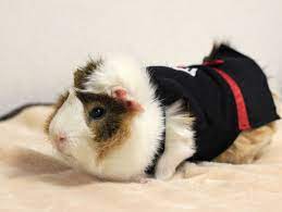 Check spelling or type a new query. Japanische Designerin Macht Mode Fur Meerschweinchen Der Spiegel