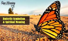 What Does It Mean When You See A Butterfly Butterfly Spiritual Meanings Orange And Black Butterfly Butterfly Meaning Yellow Butterfly Meaning