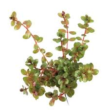 Image result for Rotala myriophylloides