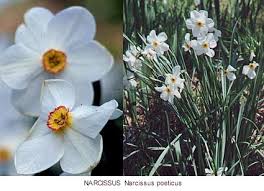 Check spelling or type a new query. Plants Flowers Of Greek Myth 2