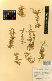 Image result for Selaginella cathedrifolia