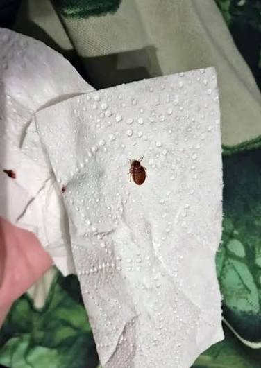 I just found this on my bed. It's a little creepy. What is it?