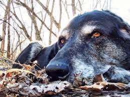 Ab wann ist mein vierbeiner ein „alter hund? Der Altere Hund Ab Wann Ist Der Vierbeiner Ein Senior Haustiere Journal De