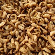 Others vary in color from metallic blue to green and purple or black and yellow patterns. Http Www Iwmi Cgiar Org Publications Wle Rrr Resource Recovery And Reuse Series 16 Pdf